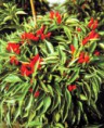 Pimenta Etna Ornamental