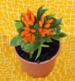 Pimenta Stromboli Ornamental